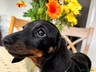 Miniature Dachshund dogs Reduced💜KC pedigree Mini Dachshund puppies - Advert 6