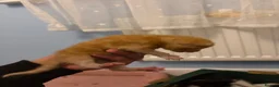 Mixed Breed cats for sale: Kittens for sale  - Advert 2