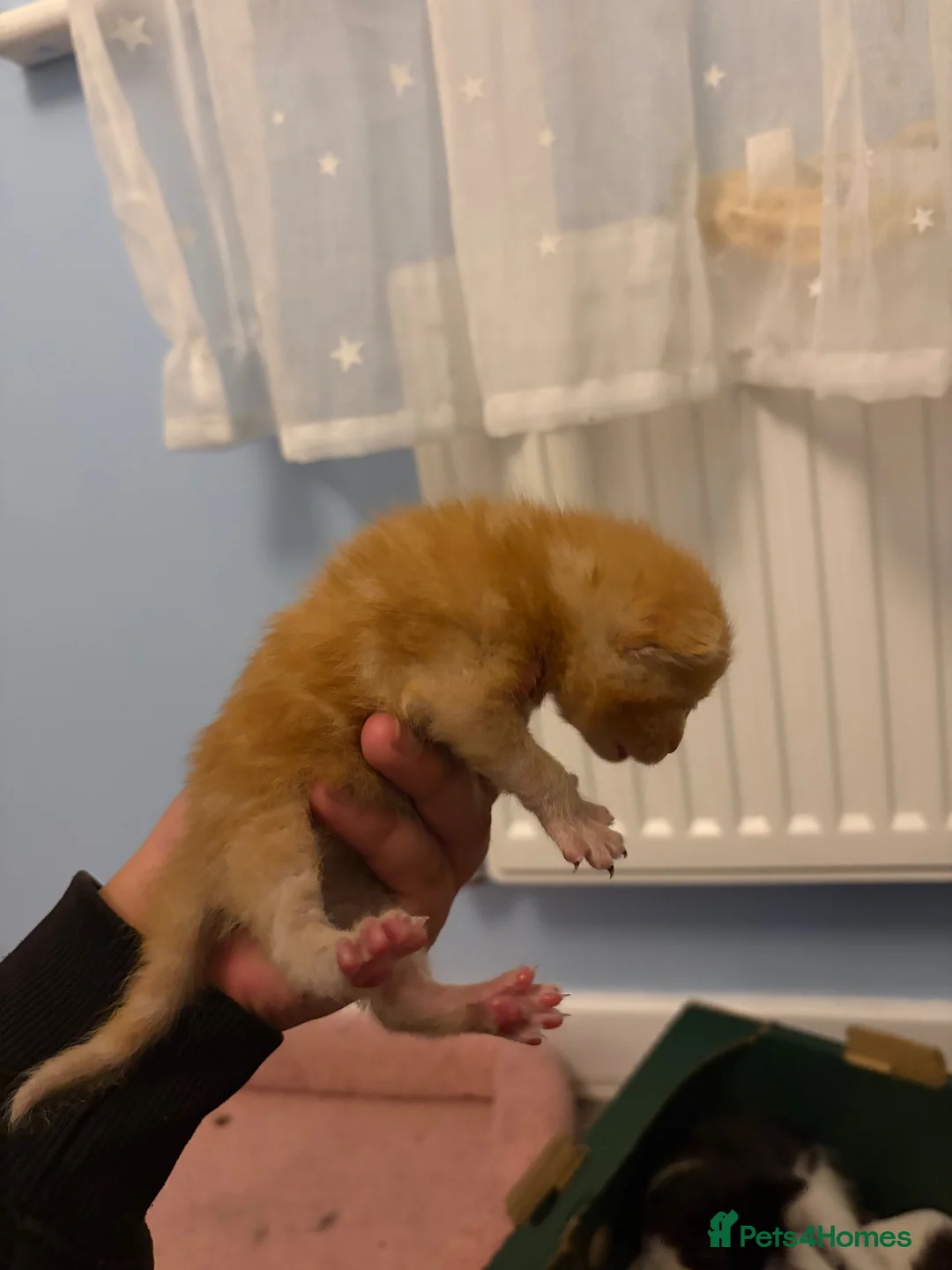 Mixed Breed cats for sale: Kittens for sale  - Advert 2