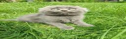 Scottish Fold cats for sale: REDUCED ❤️❤️Tabby cat😘Luxury Scottish❤️❤️❤️❤️❤️❤️ - Advert 2