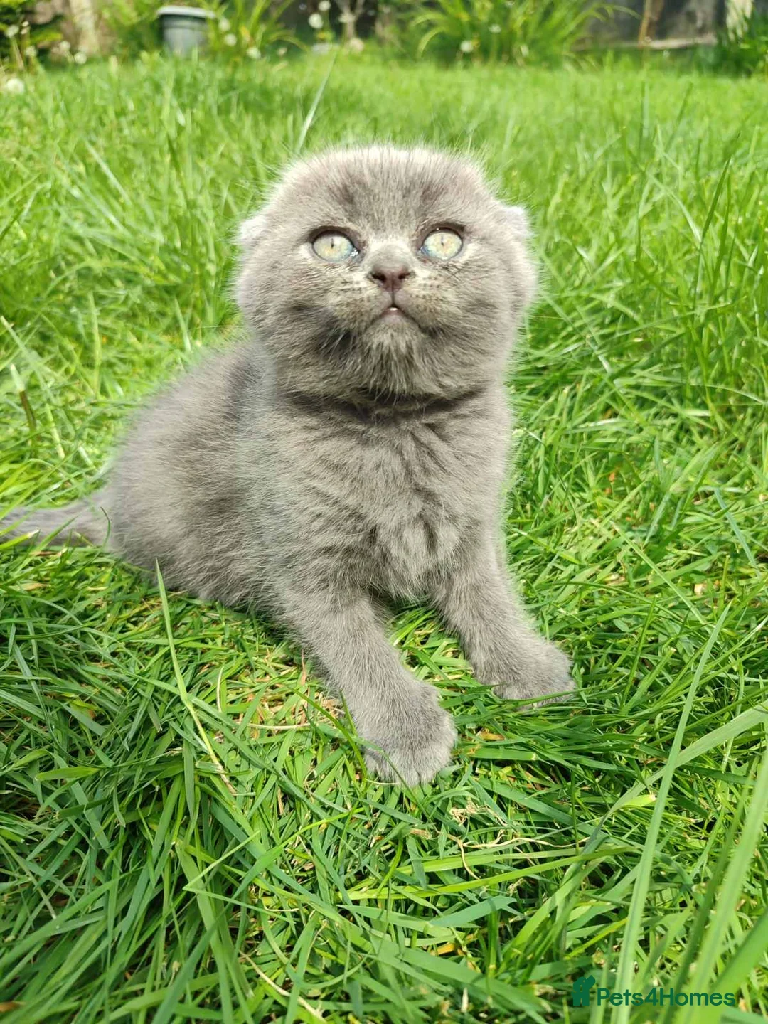 Scottish Fold cats for sale: REDUCED ❤️❤️Tabby cat😘Luxury Scottish❤️❤️❤️❤️❤️❤️ - Advert 2