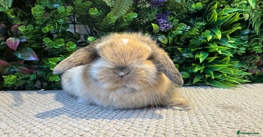 Mini Lop rabbits ⭐️ MINI LOPS ⭐️ ready to reserve  - Advert 13