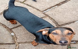 Dachshund dogs for sale: 4 lovely dachshund for sale  - Image 5