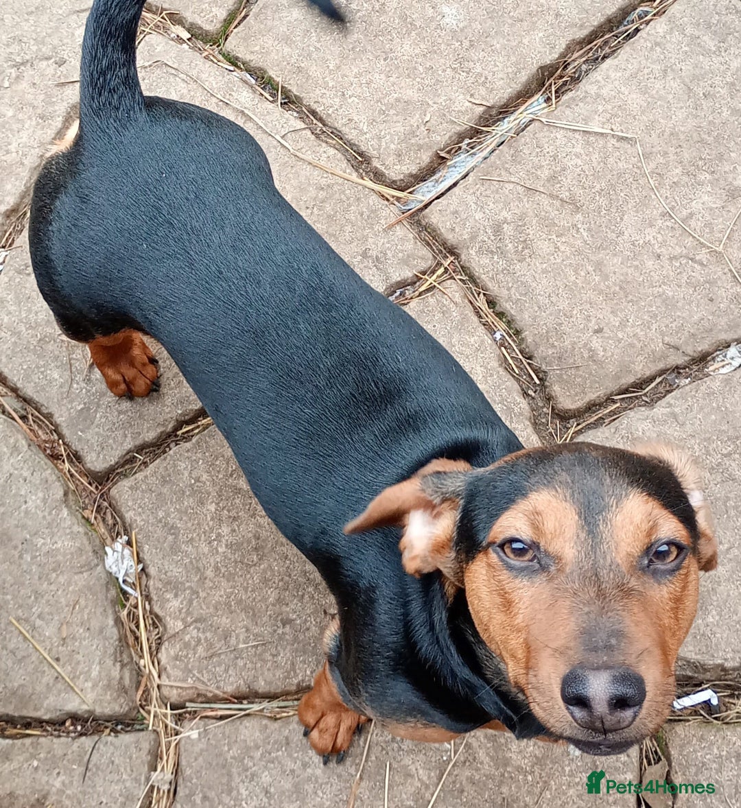 Dachshund dogs for sale: 4 lovely dachshund for sale  - Image 5