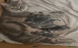 British Shorthair cats for sale: British shorthair kittens - Image 8