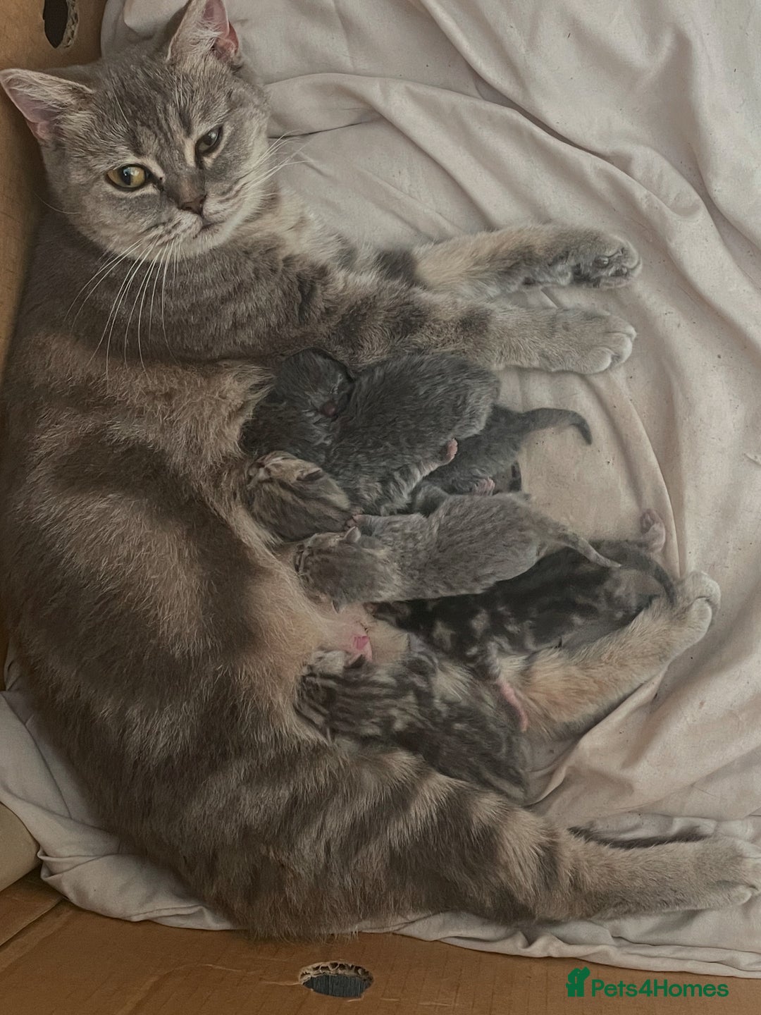 British Shorthair cats for sale: British shorthair kittens - Image 8