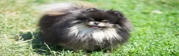Pomeranian dogs for sale: KC Registered Boys and Girls - Advert 8