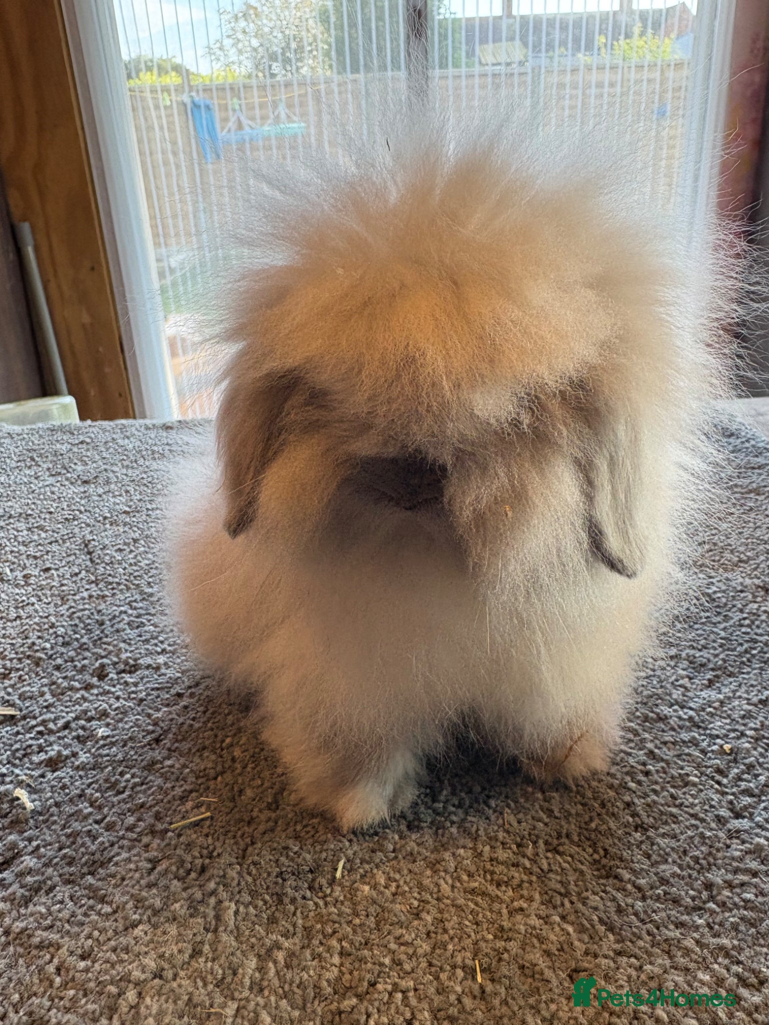 Mini Lion Lop rabbits UPDATED 15/05 Double mane lionlops available  - Advert 1