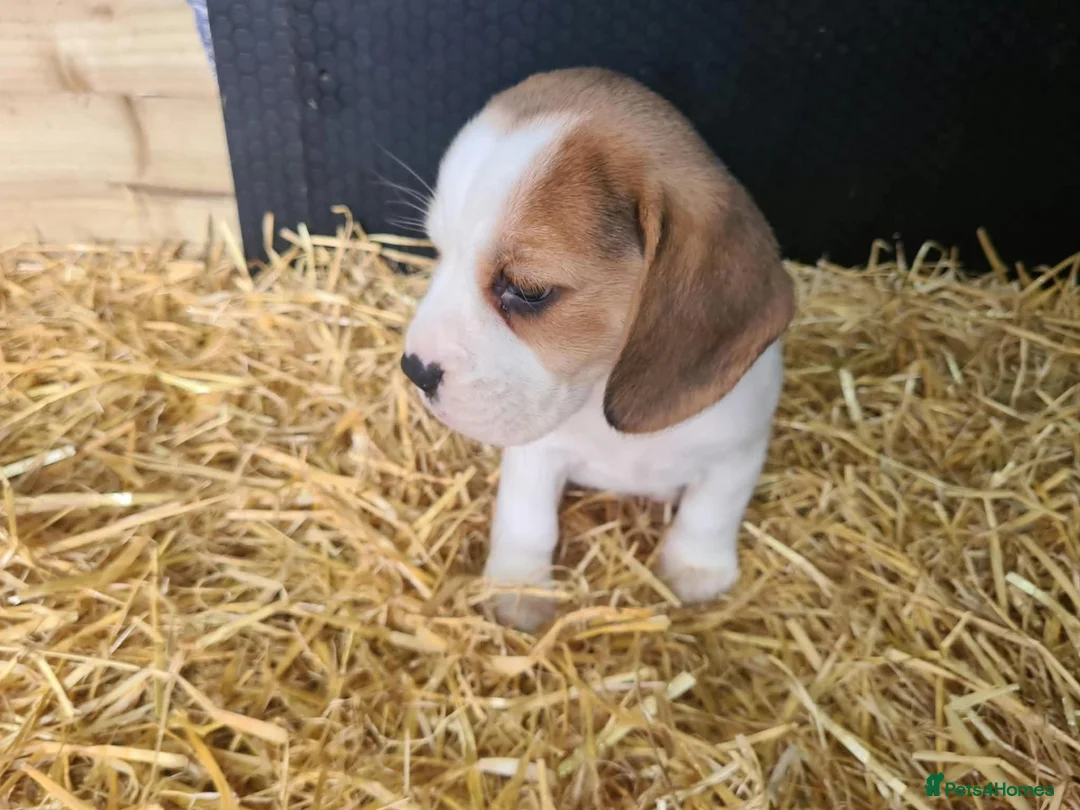 Beagle dogs for sale: Adorable Beagle Puppy  - Advert 2