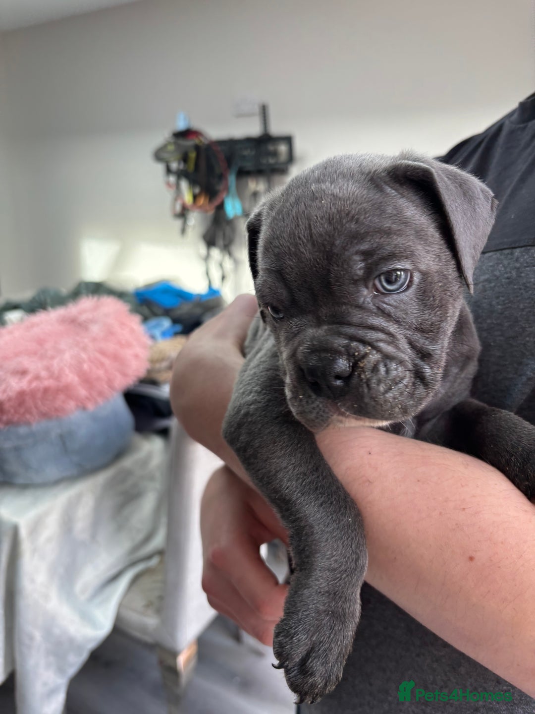 Mixed Breed dogs for sale: canó corso cross british bulldog stunning colours  - Image 20