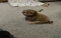 Shih Tzu dogs for sale: Shih tzu male puppy  - Image 3