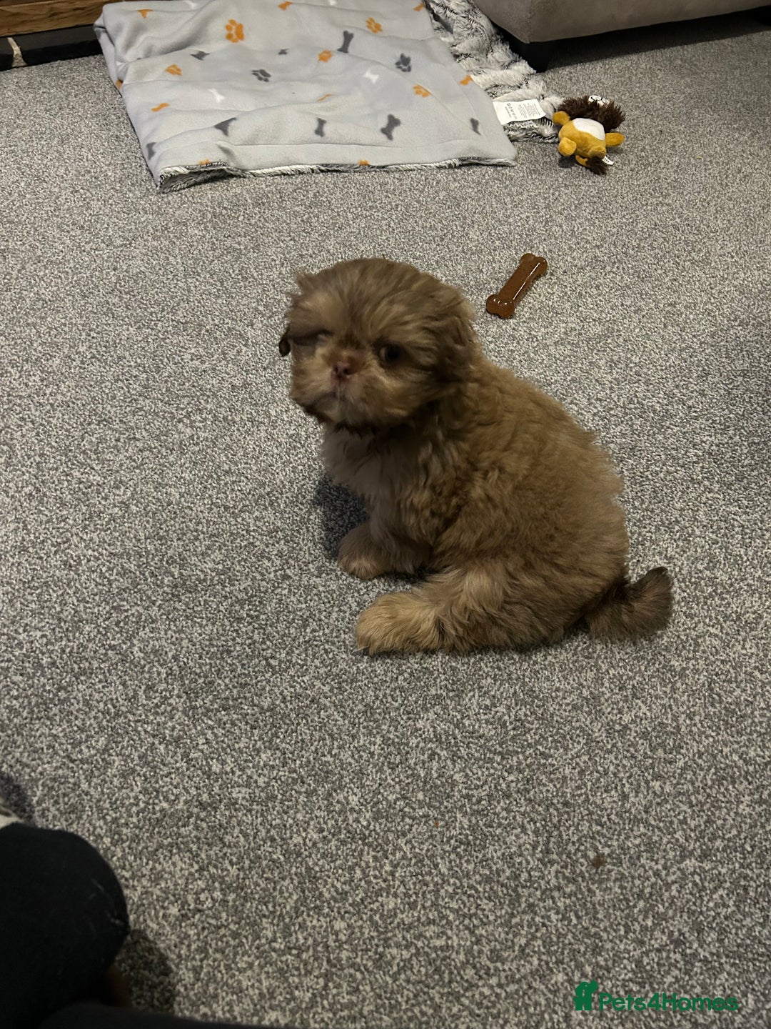 Shih Tzu dogs for sale: Shih tzu male puppy  - Image 3