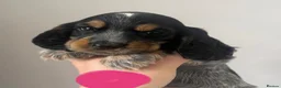 Cocker Spaniel dogs for sale: Only 2 left KC/ Show Type Cocker Spaniels - Advert 5