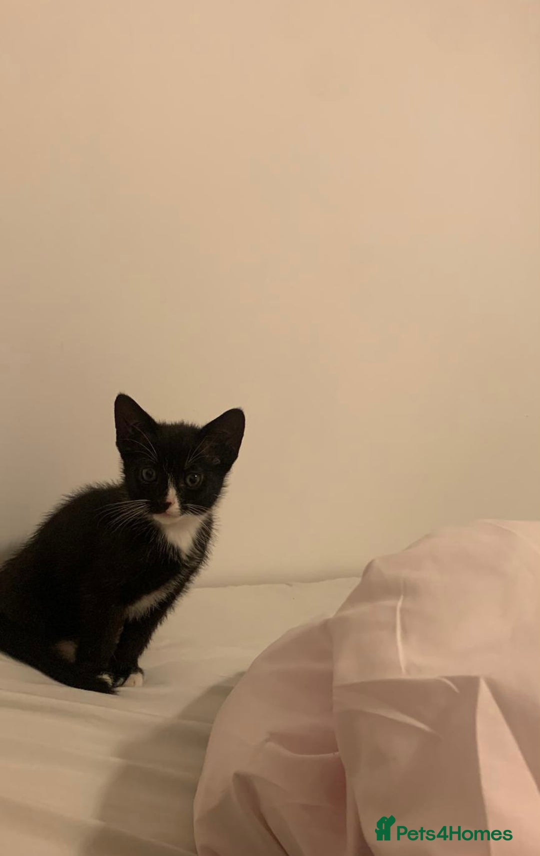 Mixed Breed cats for sale: Kittens !  - Image 5