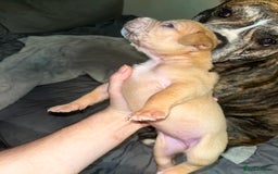 American Bull Staffy dogs for sale: Beautiful American bulldog x staff puppies   - Image 23