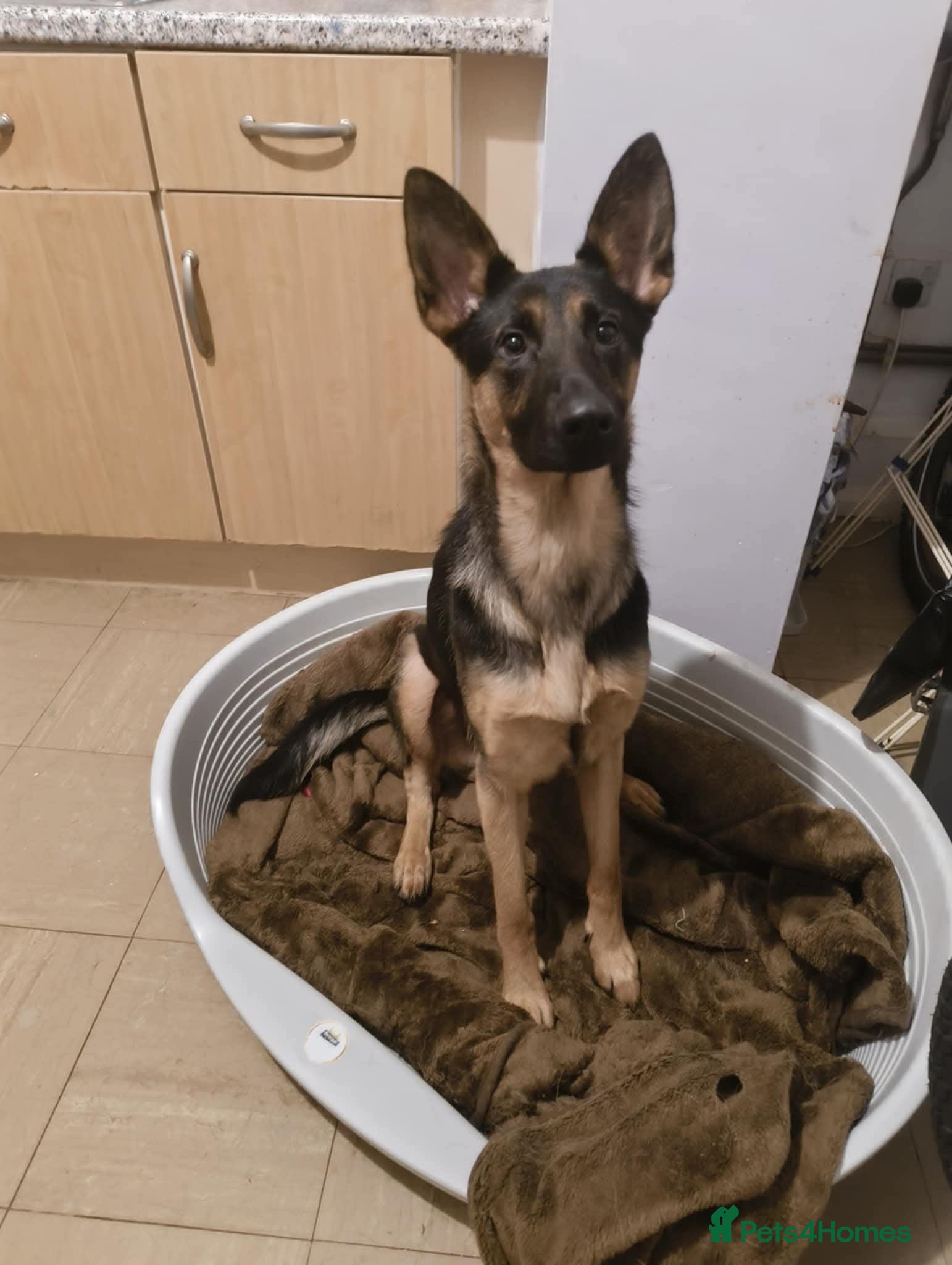 German Shepherd dogs Roxie - Advert 1