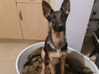 German Shepherd dogs Roxie - Advert 1