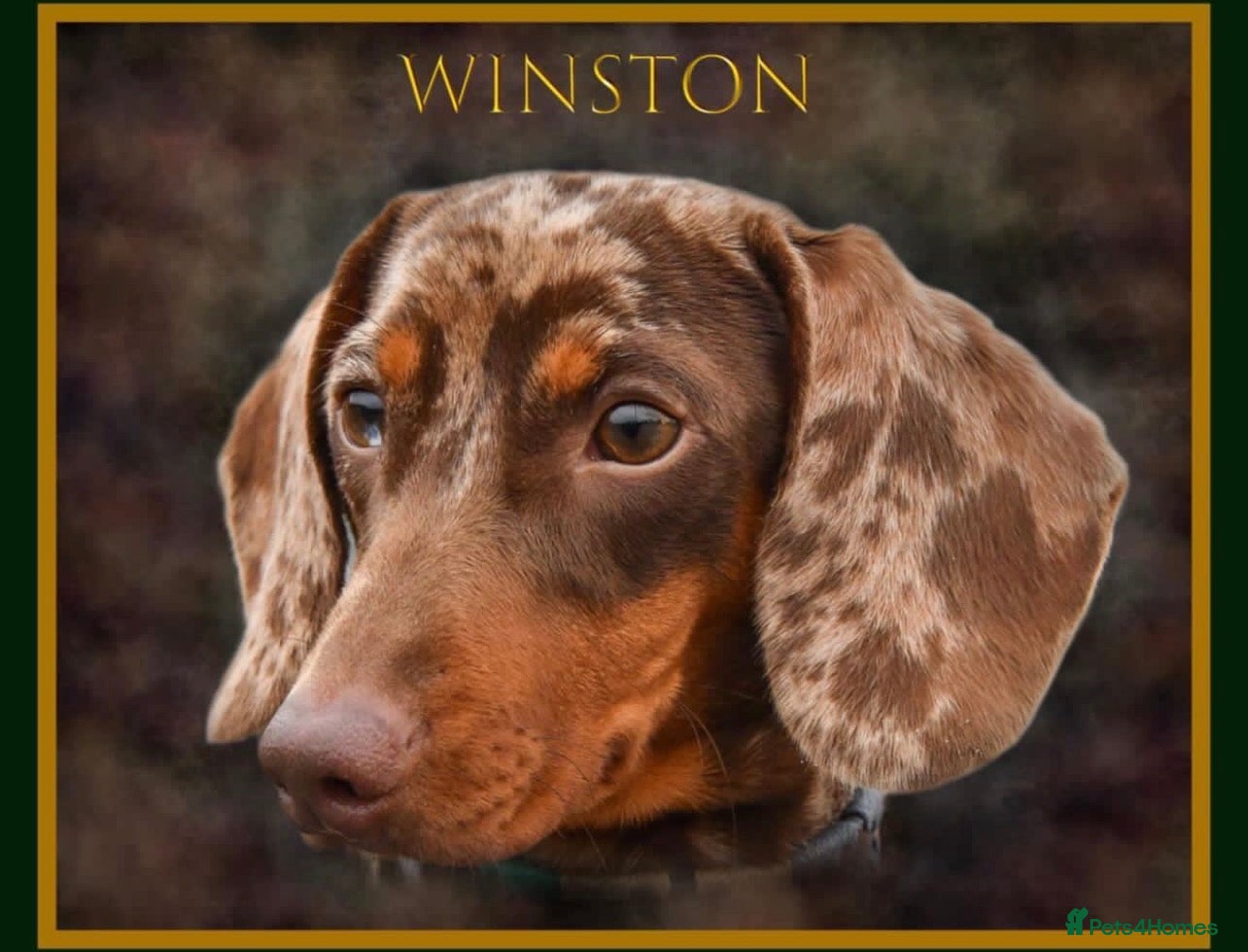 Miniature Dachshund dogs KC Registered Miniature Dachshund Stud Available - Advert 10