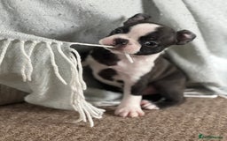 Boston Terrier dogs for sale: Gorgeous KC Boston Terrier Pups for Loving Homes - Image 14