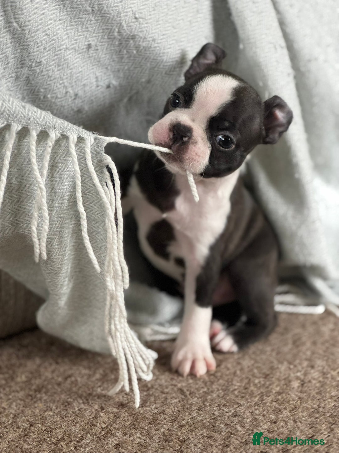 Boston Terrier dogs for sale: Gorgeous KC Boston Terrier Pups for Loving Homes - Image 14
