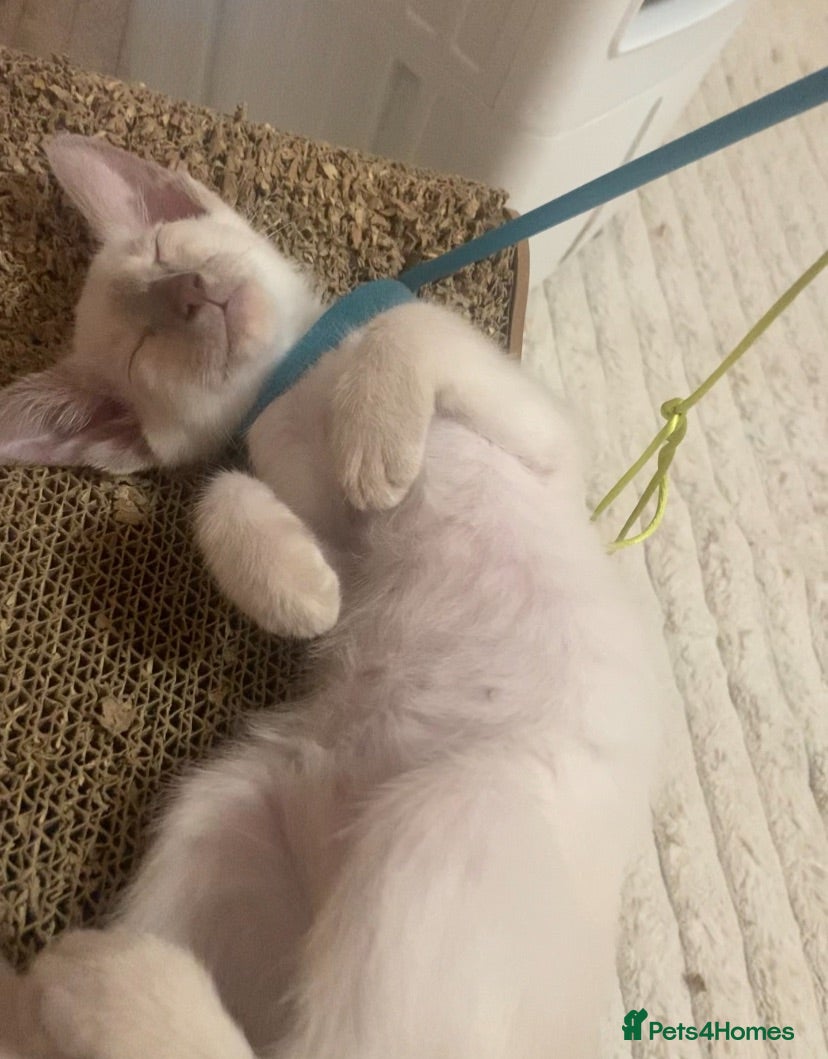 Siamese cats 1 boy left Full Siamese lilac point ready to go - Advert 7