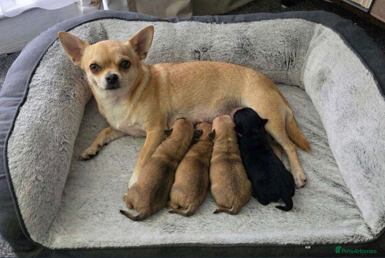 Chihuahua dogs Beautiful Cream chihuahua for sale  - Advert 1