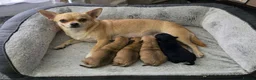 Chihuahua dogs for sale: Beautiful Cream chihuahua for sale  in London - Advert 1