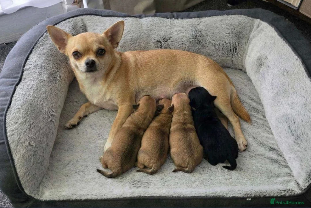 Chihuahua dogs for sale: Beautiful Cream chihuahua for sale  in London - Advert 1