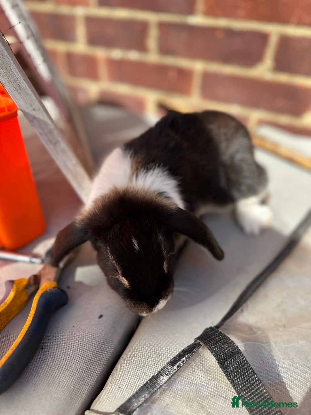 Rex rabbits for sale: Baby rabbits  - Image 2