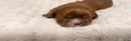 Cavalier King Charles Spaniel dogs for sale:  KC registered Ruby puppies - Advert 4