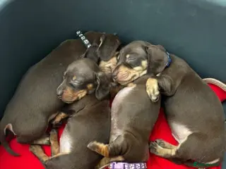 Miniature Dachshund dogs MINIATURE DACHSHUND PUPPIES FOR SALE - Advert 1