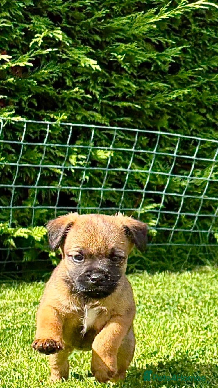 Border Terrier dogs KC registered high quality Border Terrier pups.  - Advert 6