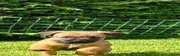 Border Terrier dogs for sale: KC registered high quality Border Terrier pups.  in Londonderry - Advert 4