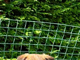 Border Terrier dogs KC registered high quality Border Terrier pups. - Advert 7