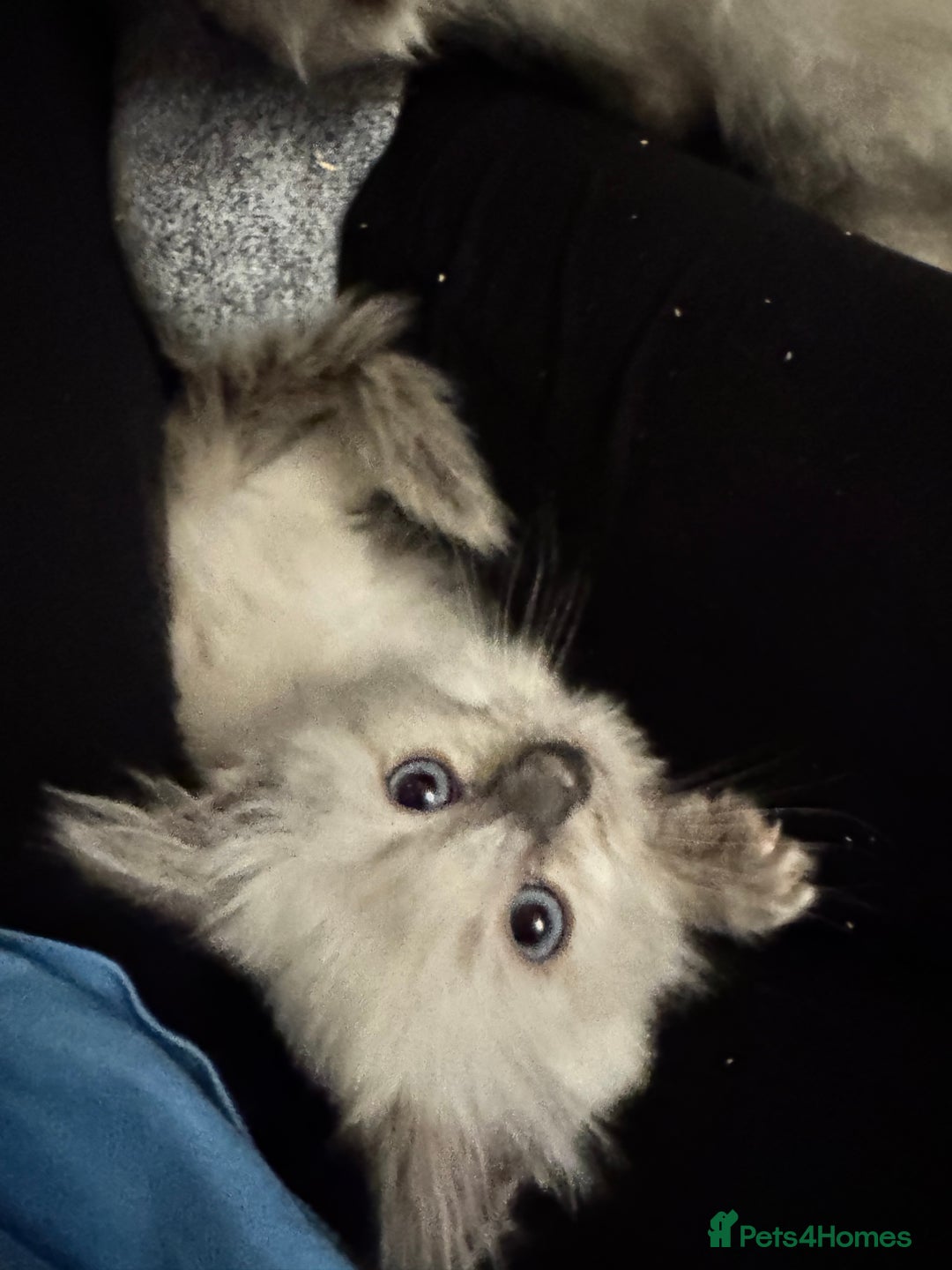Ragdoll cats for sale: Sapphire's Ragdolls - Image 29