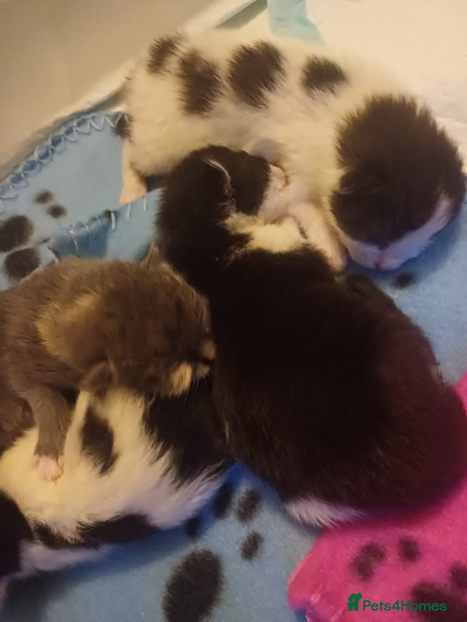 Mixed Breed cats for sale: 2 kittens in Keith - Advert 5