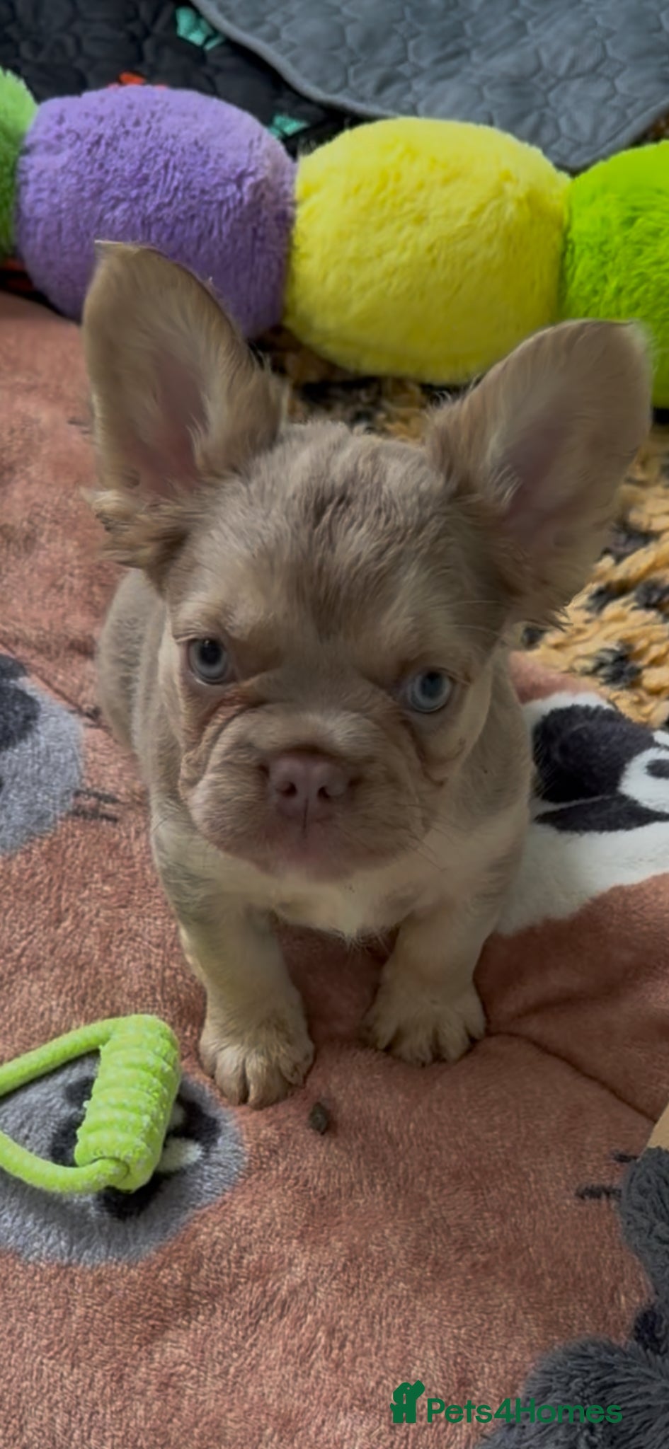 French Bulldog dogs ⭐️Gorgeous French Bulldog Puppies⭐️ - Advert 16