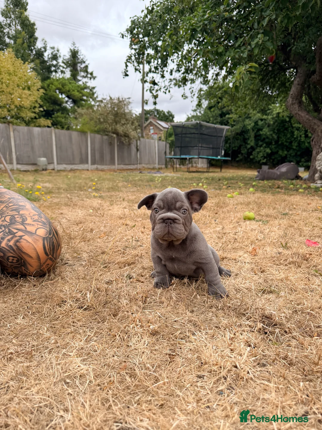 French Bulldog dogs for sale: Beautiful Theo the French bulldog  - Advert 6