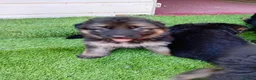 German Shepherd dogs for sale: German Shepherd Puppies  - Advert 17