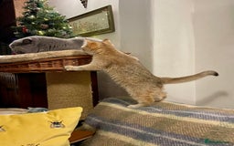 British Shorthair cats for sale: Ready This Weekend Golden Female Kitten  - Advert 3