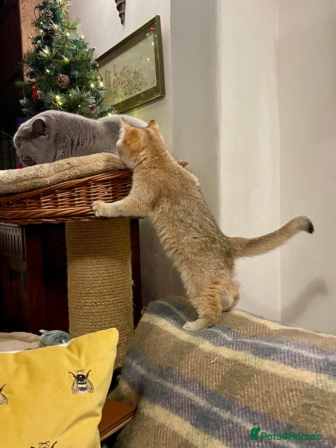 British Shorthair cats for sale: Ready This Weekend Golden Female Kitten  - Advert 3