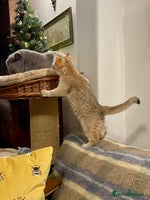 British Shorthair cats Ready This Weekend Golden Female Kitten - Advert 14