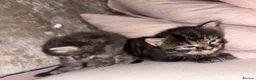 Mixed Breed cats for sale: Beautiful Kittens for sale half grey BSH - Advert 9