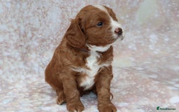 Cavapoo dogs for sale: Cavapoo  - Image 23
