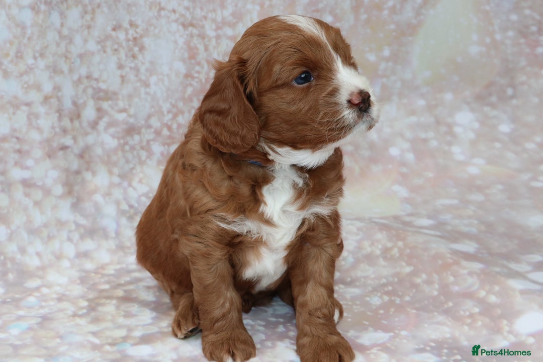 Cavapoo dogs for sale: Cavapoo  - Image 23