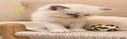 Ragdoll cats for sale: Beautiful ragdoll kittens ready to reserve.    - Advert 5