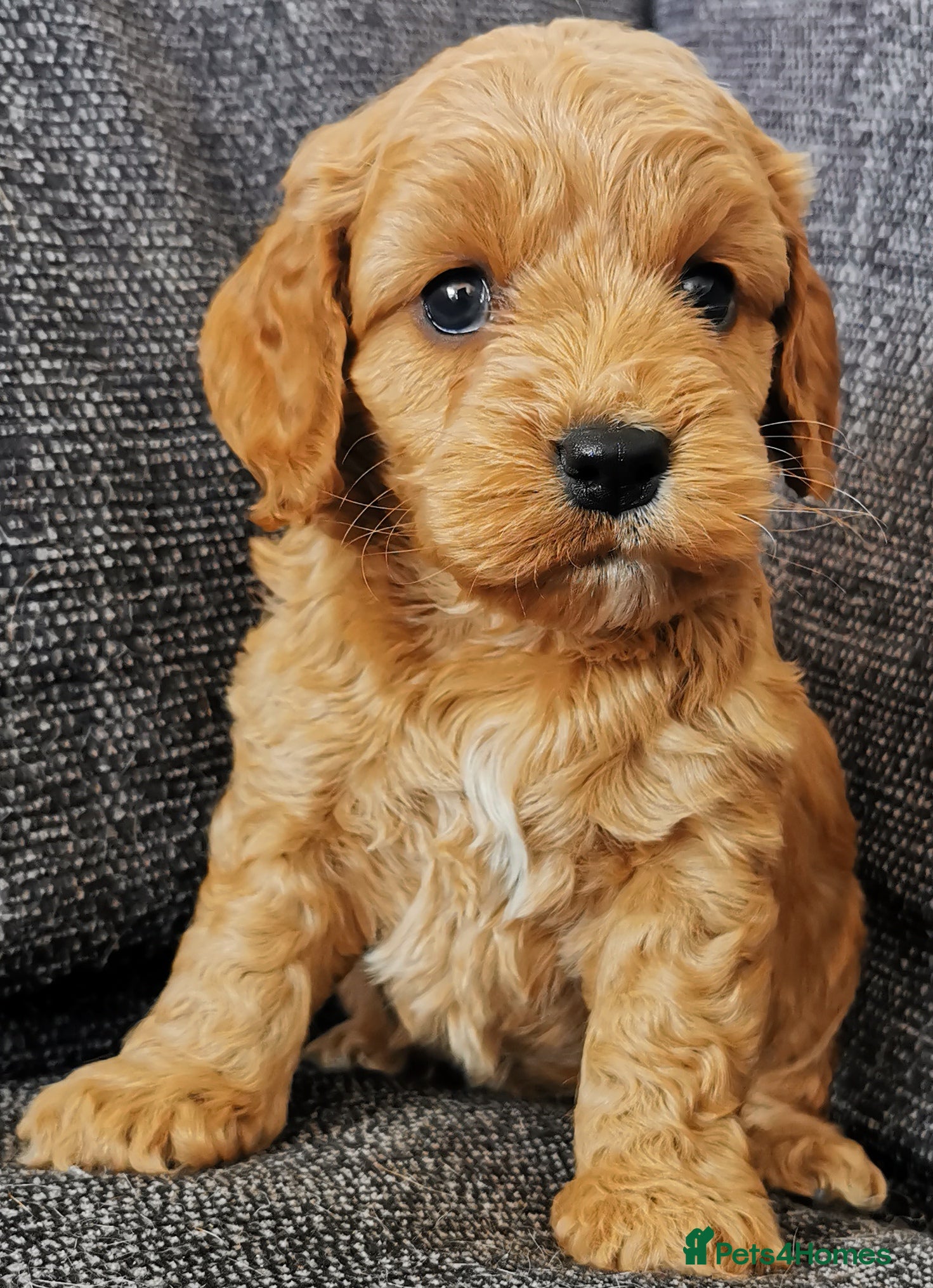 Cockapoo dogs Superb top quality F1 Cockapoos  - Advert 2