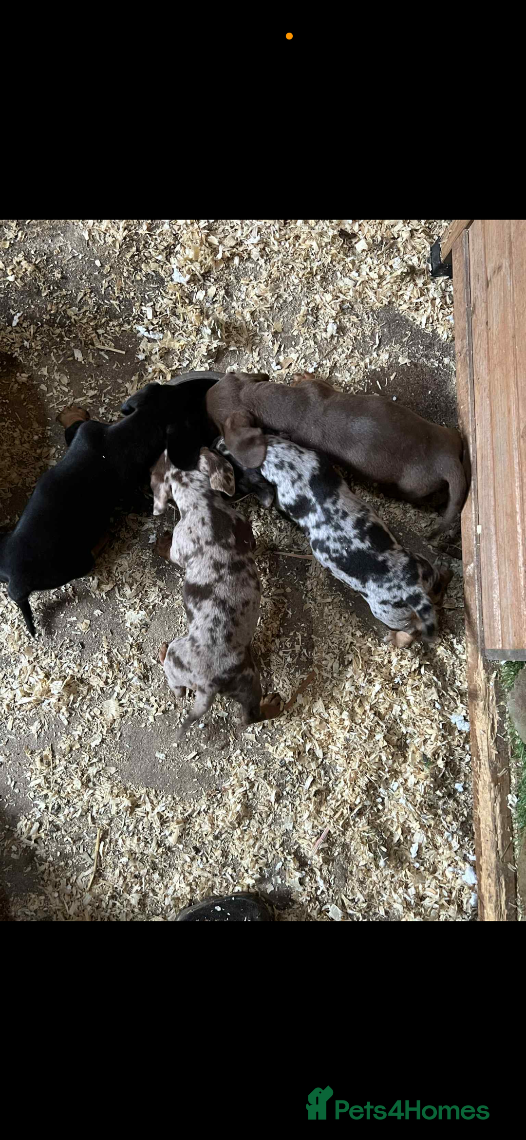 Dachshund dogs for sale: Dashounds pups  - Image 4