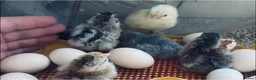 Chickens poultry for sale: Pekin bantam chicken chicks - Advert 6