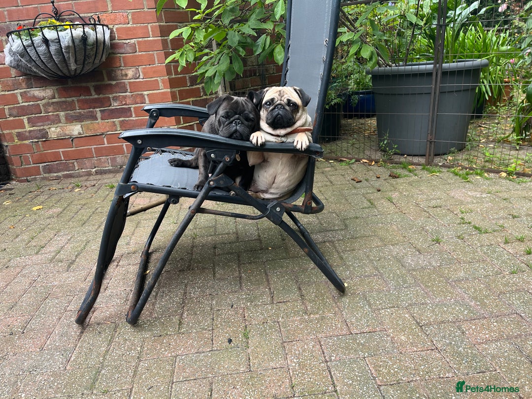Pug dogs for sale: Platinum pug girls vaccinated Insured microchipped - Image 21